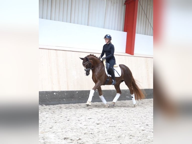 Hannoveriano Yegua 5 años 161 cm Alazán-tostado in Hohenfelde