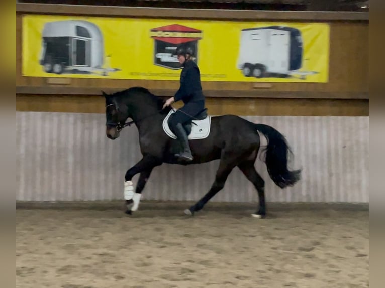 Hannoveriano Yegua 5 años 162 cm Castaño oscuro in Schenklengsfeld