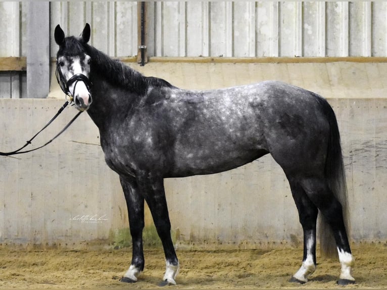 Hannoveriano Yegua 5 años 162 cm Tordo in Verden (Aller)