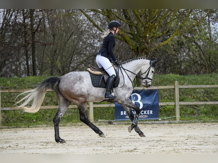 Hannoveriano Yegua 5 años 162 cm Tordo in Riedstadt