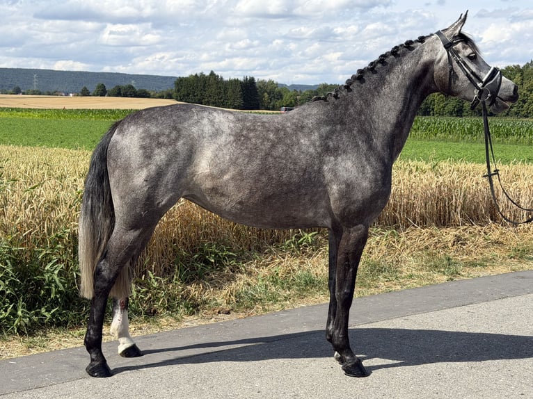 Hannoveriano Yegua 5 años 162 cm Tordo rodado in Riedlingen