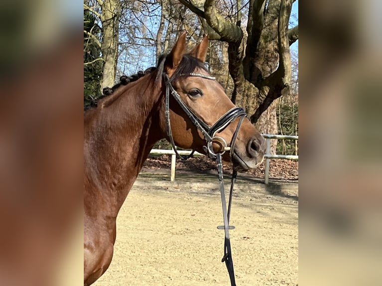 Hannoveriano Yegua 5 años 163 cm Alazán-tostado in Hamm