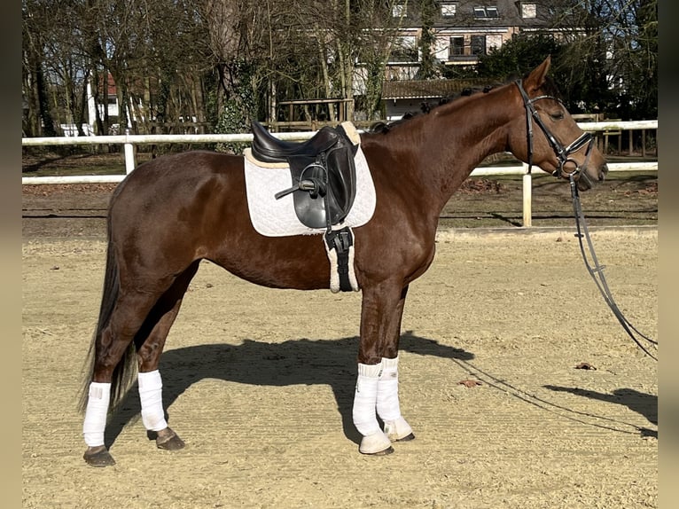 Hannoveriano Yegua 5 años 163 cm Alazán-tostado in Hamm