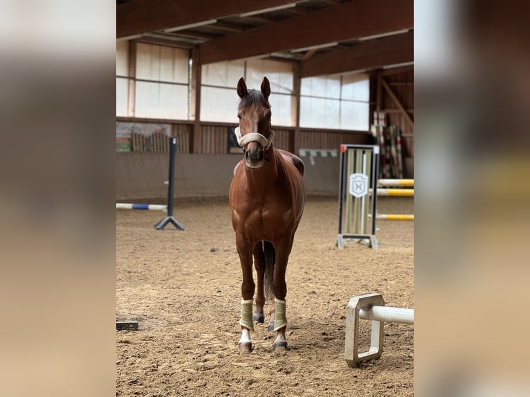 Hannoveriano Yegua 5 años 163 cm Alazán-tostado in Hamm