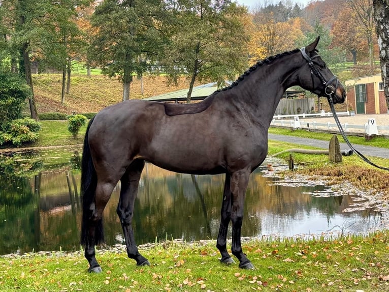 Hannoveriano Yegua 5 años 163 cm Castaño in Hagen am Teutoburger Wald