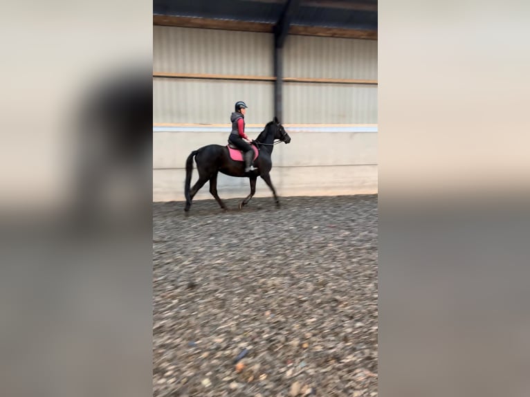 Hannoveriano Yegua 5 años 163 cm Castaño oscuro in Münster