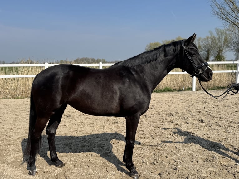 Hannoveriano Yegua 5 años 163 cm Negro in Wangerland Hohenkirchen