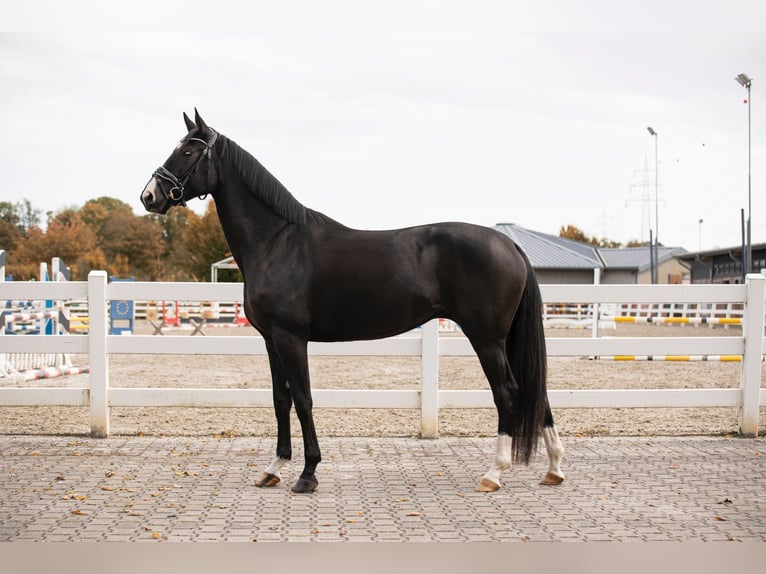 Hannoveriano Yegua 5 años 163 cm Negro in Buchholz (Westerwald)