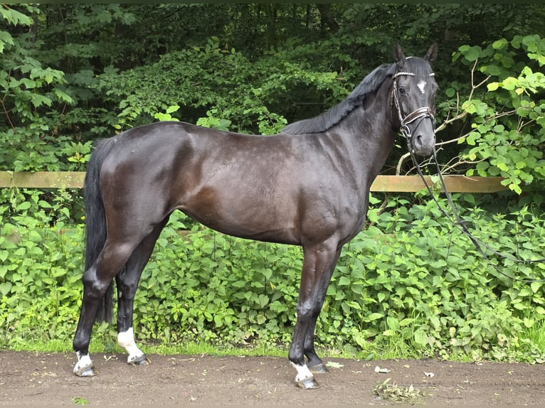Hannoveriano Yegua 5 años 163 cm Negro in Braunschweig
