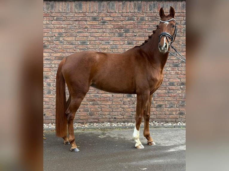Hannoveriano Yegua 5 años 164 cm Alazán in Bonn