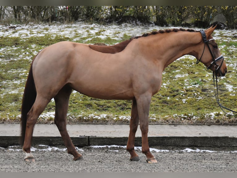 Hannoveriano Yegua 5 años 164 cm Alazán-tostado in Fürstenau