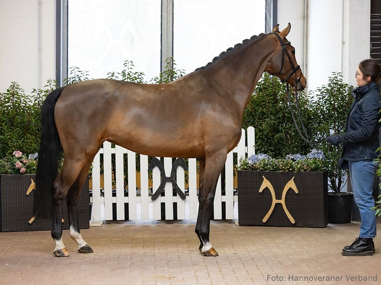 Hannoveriano Yegua 5 años 164 cm Castaño in Verden