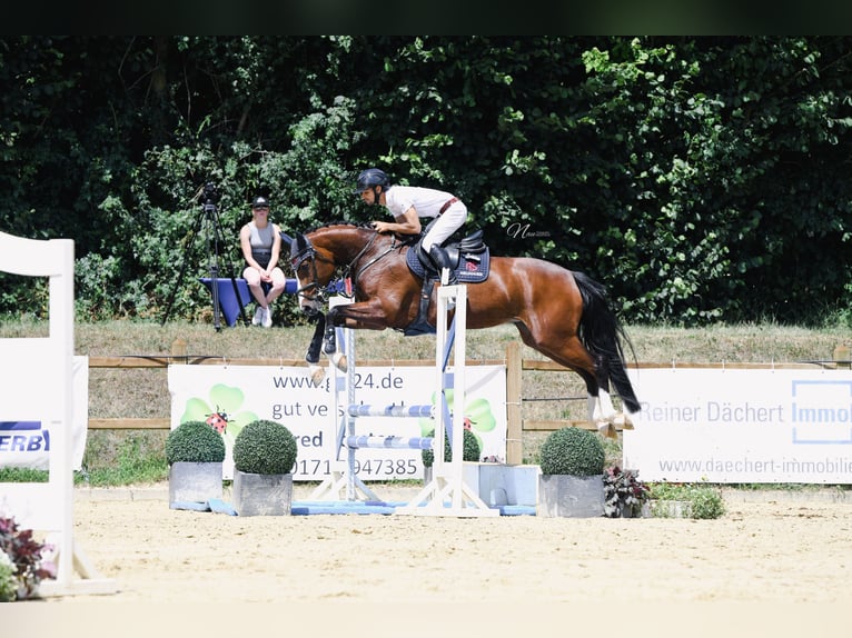 Hannoveriano Yegua 5 años 164 cm Castaño in Bad Kreuznach