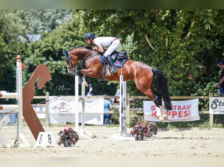 Hannoveriano Yegua 5 años 164 cm Castaño in Bad Kreuznach