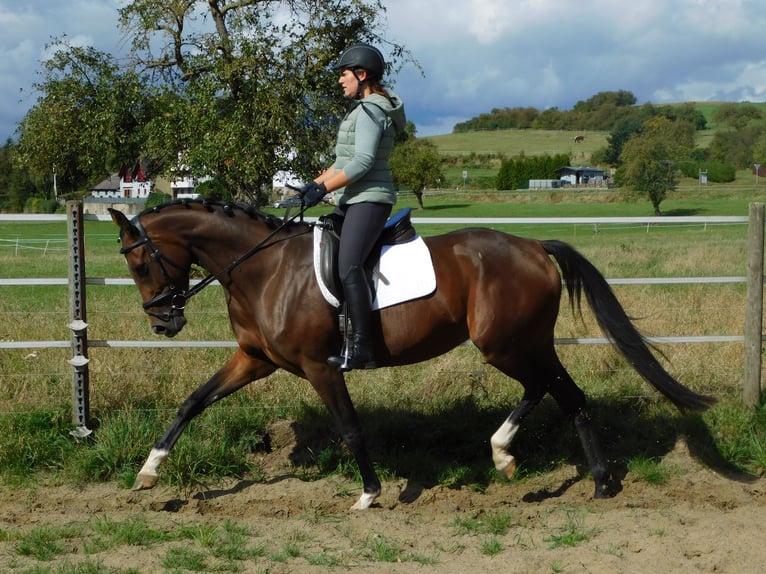 Hannoveriano Yegua 5 años 164 cm Castaño oscuro in Homberg (Ohm)