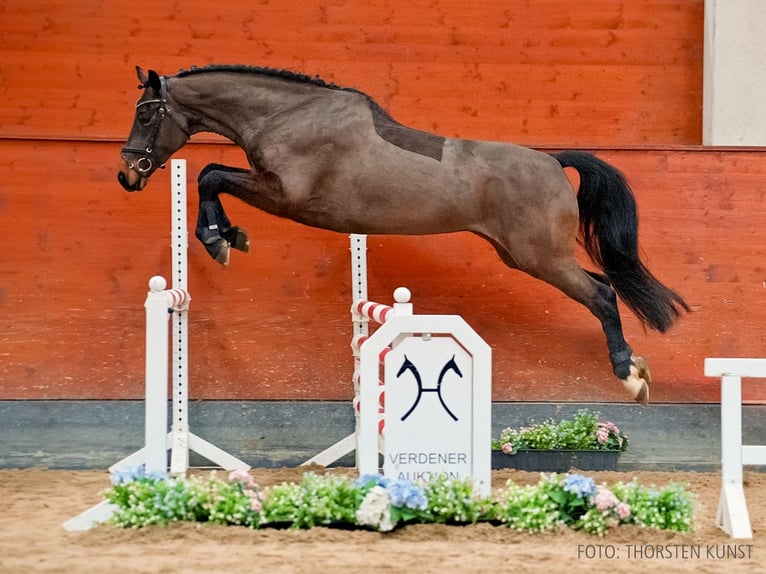 Hannoveriano Yegua 5 años 164 cm Castaño oscuro in Verden