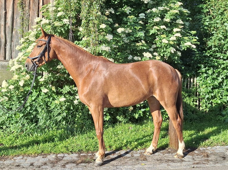 Hannoveriano Yegua 5 años 165 cm Alazán in Gorleben