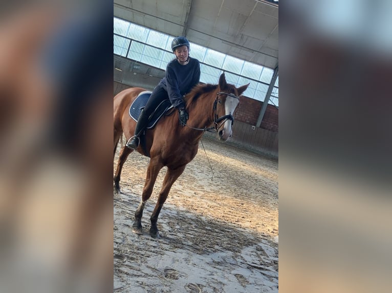 Hannoveriano Yegua 5 años 165 cm Alazán in Meppen