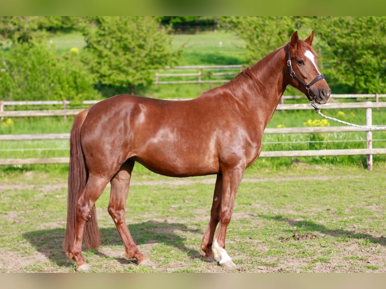 Hannoveriano Yegua 5 años 165 cm Alazán-tostado in Sankt Sebastian