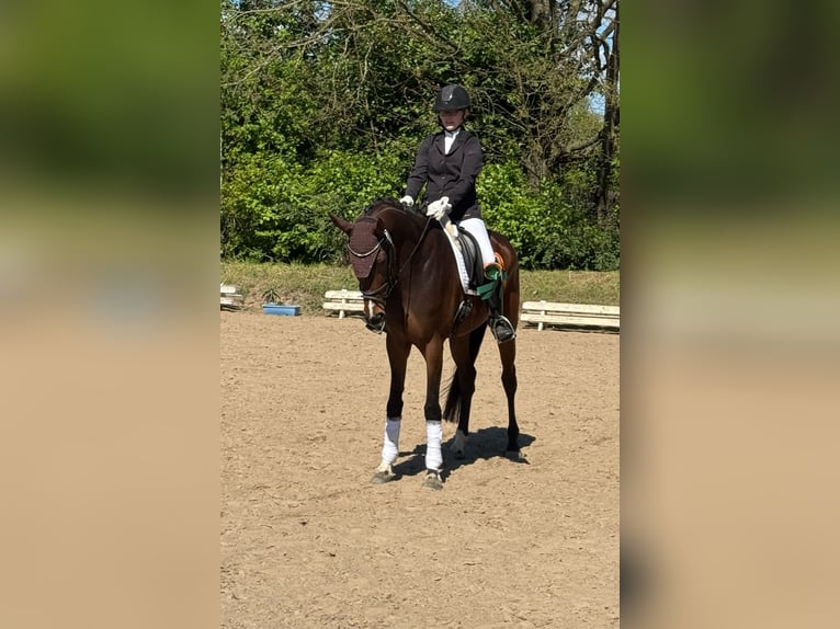 Hannoveriano Yegua 5 años 165 cm Castaño in Bassum