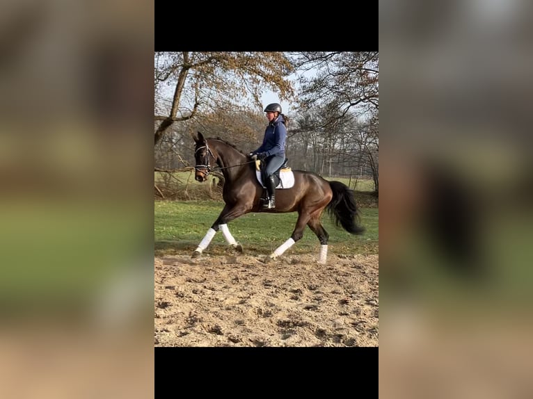 Hannoveriano Yegua 5 años 165 cm Castaño in Landesbergen