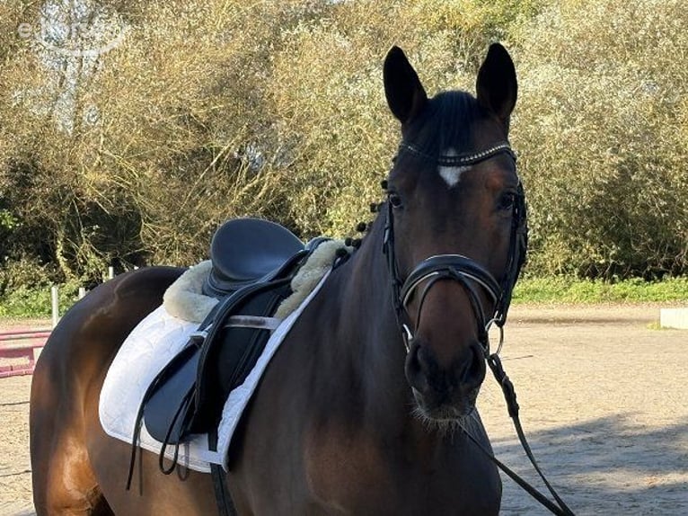 Hannoveriano Yegua 5 años 165 cm Castaño in Verden (Aller)