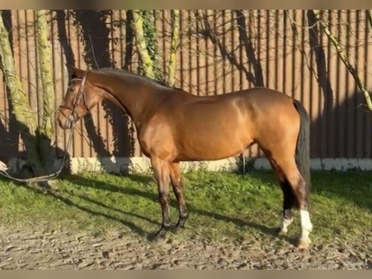 Hannoveriano Yegua 5 años 165 cm Castaño in Hoya