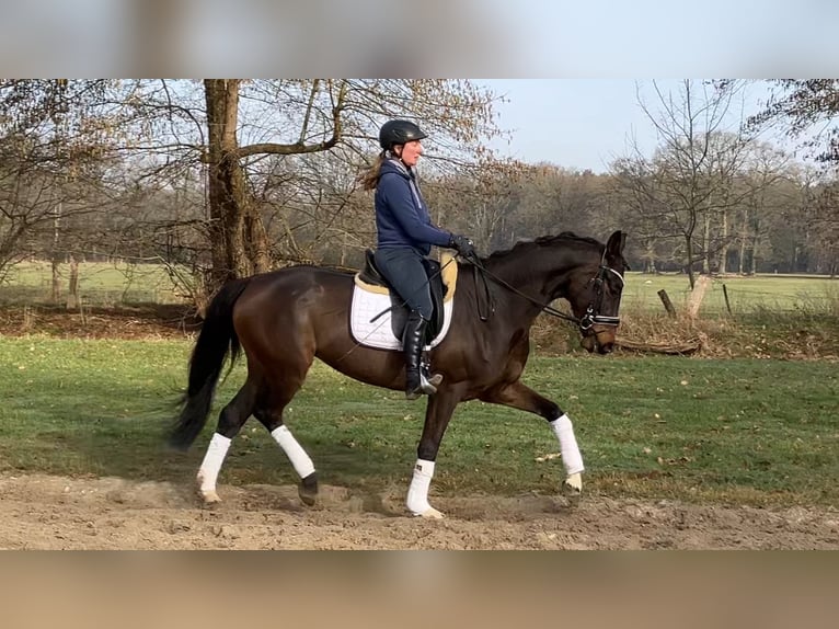 Hannoveriano Yegua 5 años 165 cm Castaño oscuro in Landesbergen
