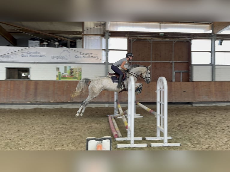 Hannoveriano Yegua 5 años 165 cm Tordo rodado in Grevenbroich