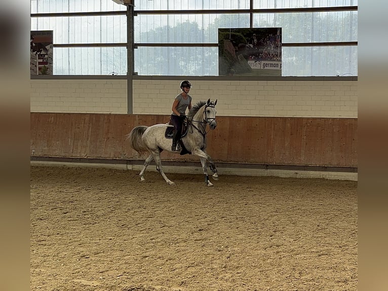 Hannoveriano Yegua 5 años 165 cm Tordo rodado in Grevenbroich