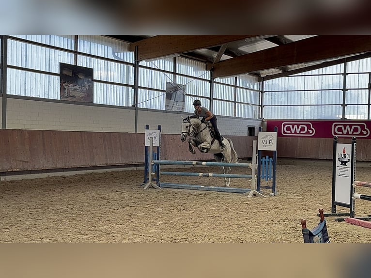 Hannoveriano Yegua 5 años 165 cm Tordo rodado in Grevenbroich