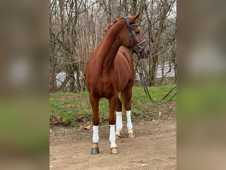 Hannoveriano Yegua 5 años 166 cm Alazán in Grevenbroich