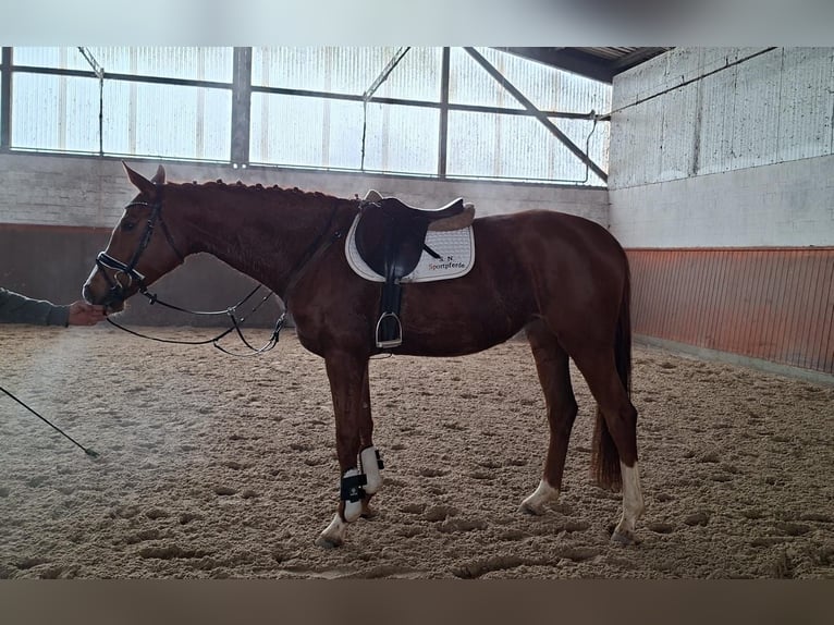 Hannoveriano Yegua 5 años 166 cm Alazán in Regesbostel