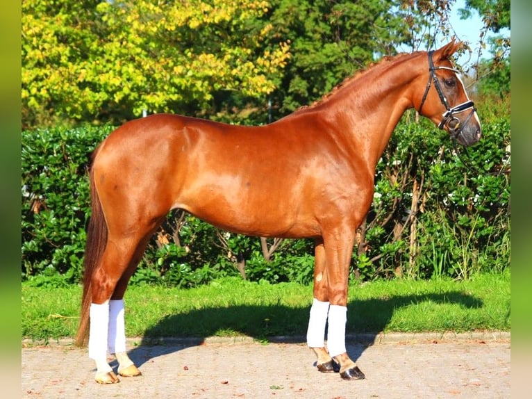 Hannoveriano Yegua 5 años 166 cm Alazán in Selsingen