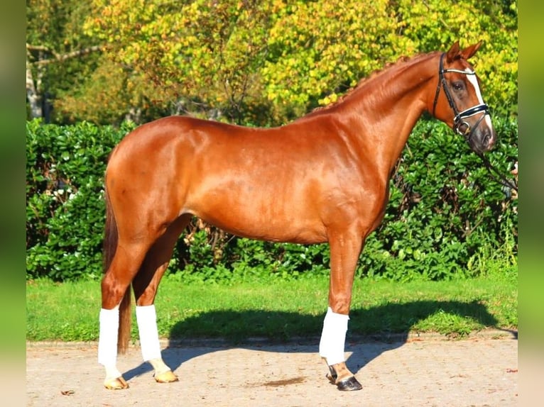 Hannoveriano Yegua 5 años 166 cm Alazán in Selsingen