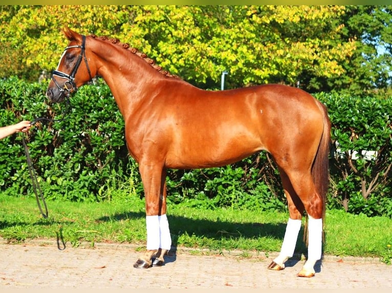 Hannoveriano Yegua 5 años 166 cm Alazán in Selsingen