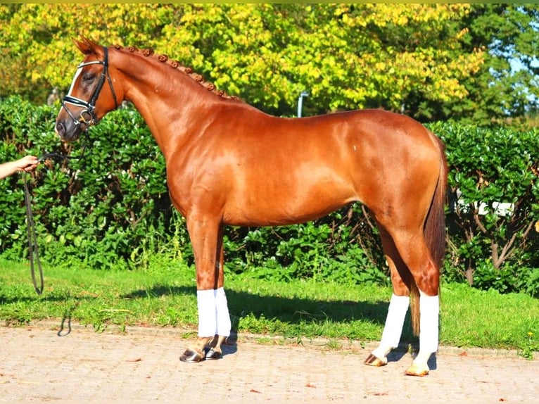 Hannoveriano Yegua 5 años 166 cm Alazán in Selsingen
