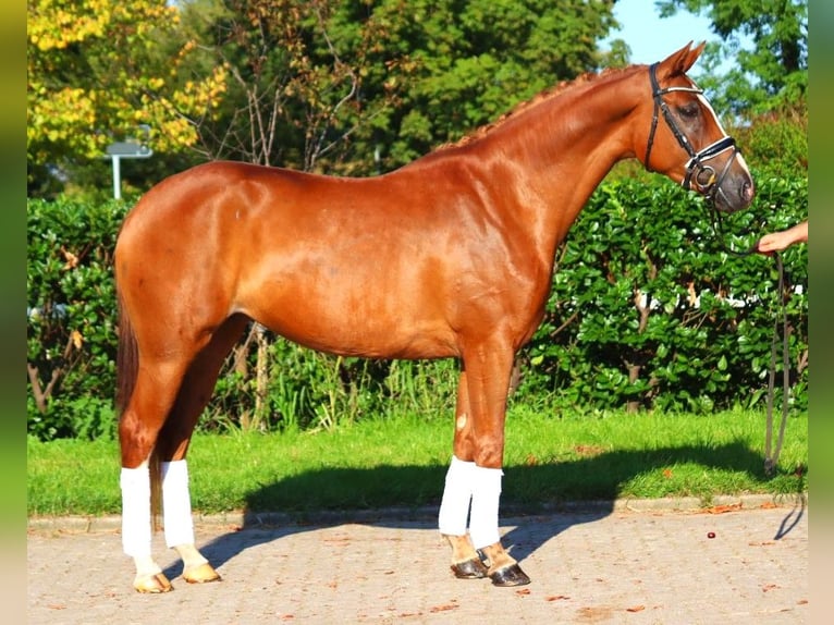 Hannoveriano Yegua 5 años 166 cm Alazán in Selsingen