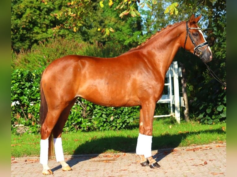 Hannoveriano Yegua 5 años 166 cm Alazán in Selsingen