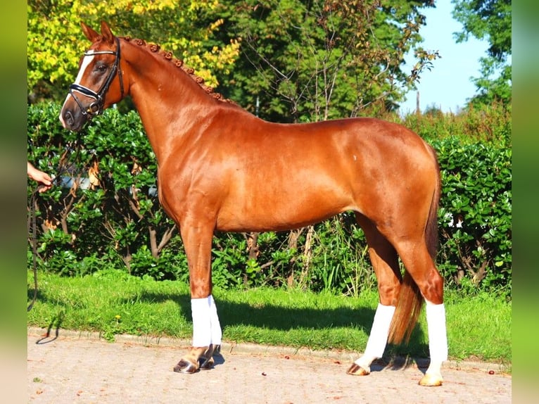 Hannoveriano Yegua 5 años 166 cm Alazán in Selsingen