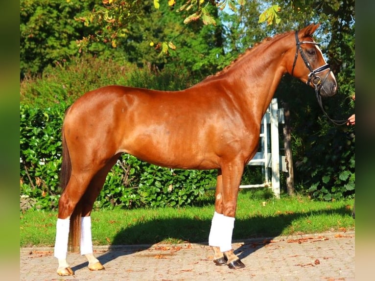 Hannoveriano Yegua 5 años 166 cm Alazán in Selsingen
