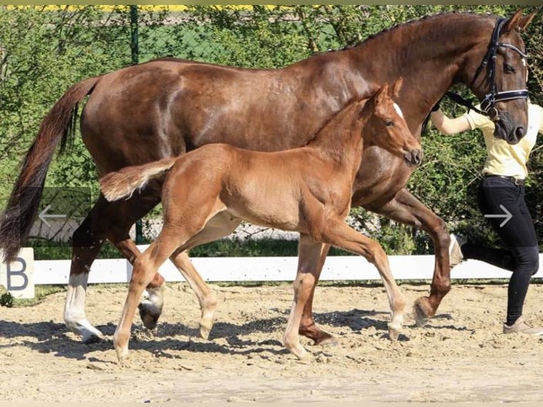 Hannoveriano Yegua 5 años 166 cm Alazán-tostado in Osterholz-Scharmbeck