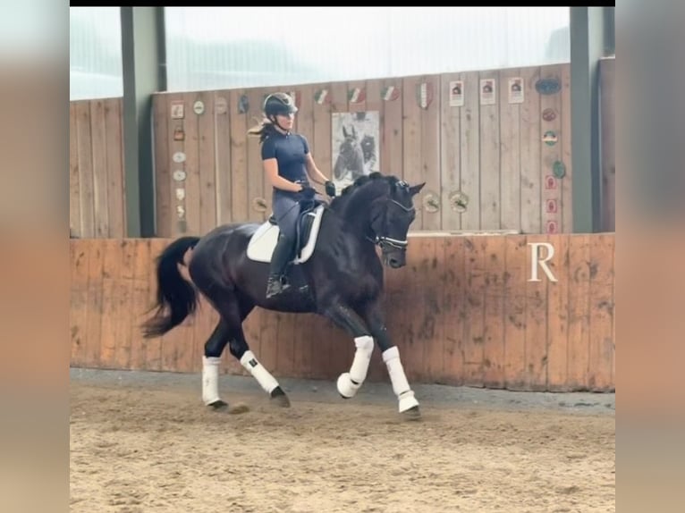 Hannoveriano Yegua 5 años 166 cm Castaño in Würselen