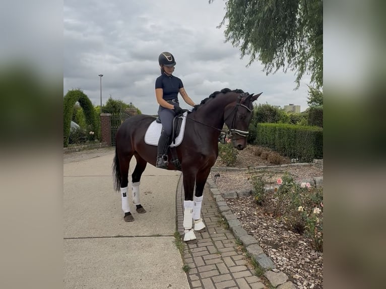 Hannoveriano Yegua 5 años 166 cm Castaño in Würselen