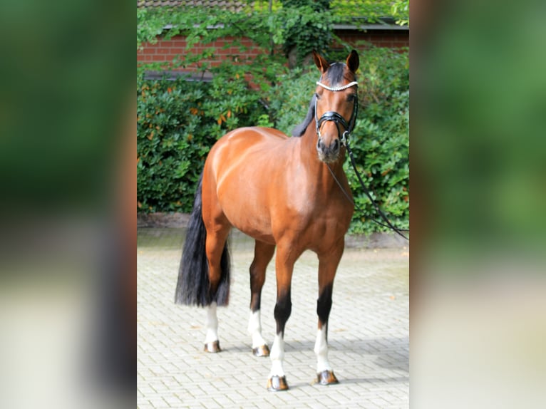 Hannoveriano Yegua 5 años 166 cm Castaño in Kutenholz