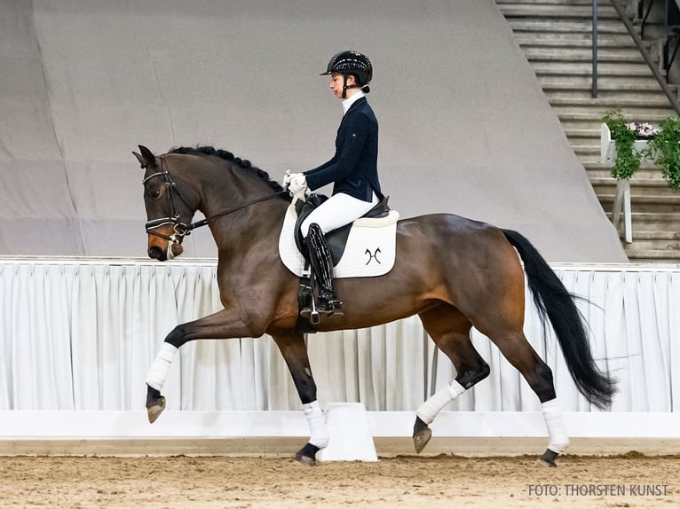 Hannoveriano Yegua 5 años 166 cm Castaño in Verden