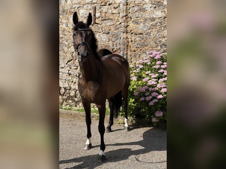 Hannoveriano Yegua 5 años 166 cm Castaño oscuro in Aachen