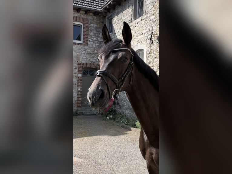 Hannoveriano Yegua 5 años 166 cm Castaño oscuro in Aachen