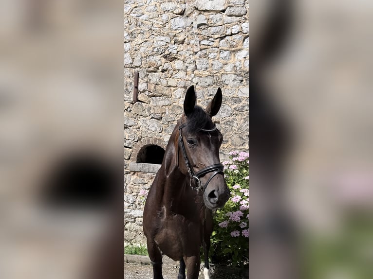 Hannoveriano Yegua 5 años 166 cm Castaño oscuro in Aachen
