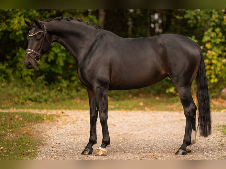 Hannoveriano Yegua 5 años 166 cm Morcillo in Wehringen